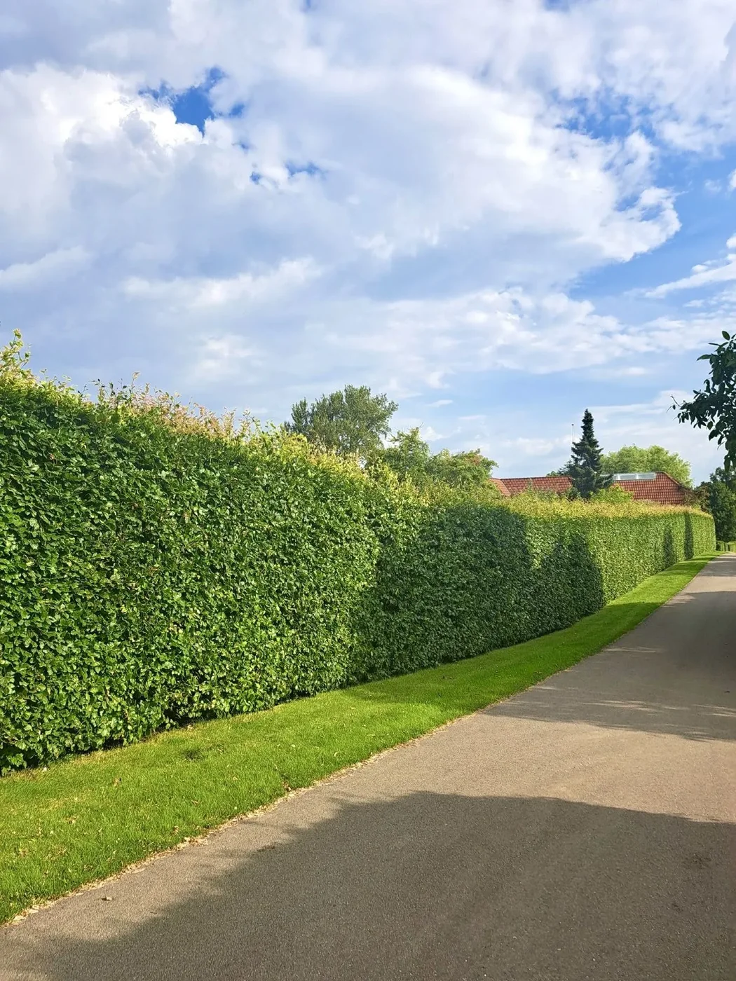 A tall, formal hedge — lawn and landscape photo