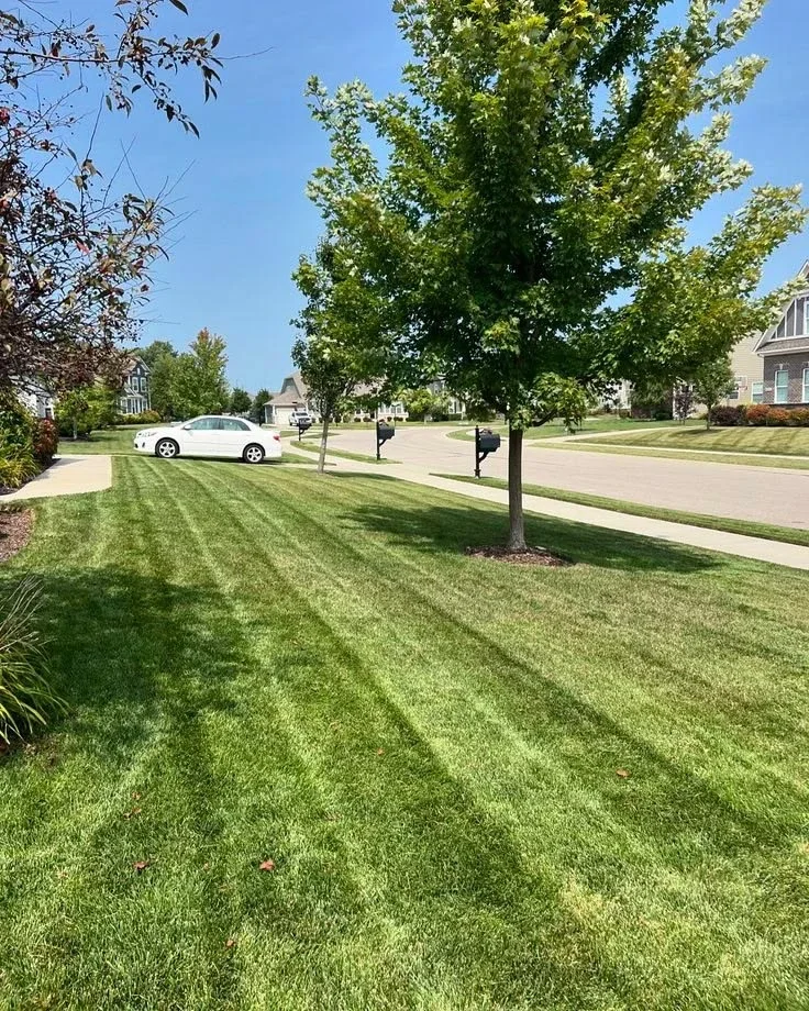 A neighborhood lawn, freshly mowed — lawn and landscape photo