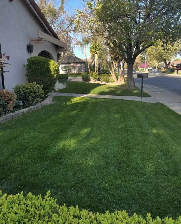 Shaded stripes and trimmed shrubs — lawn and landscape photo