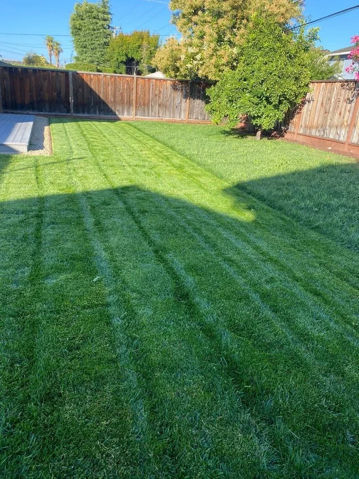 Backyard stripes at the fence line — lawn and landscape photo
